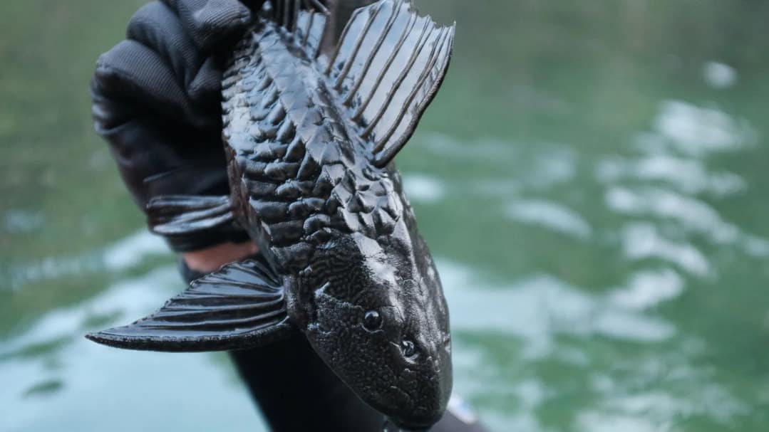 armored catfish