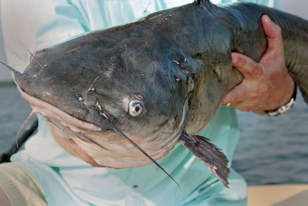 catfish caught