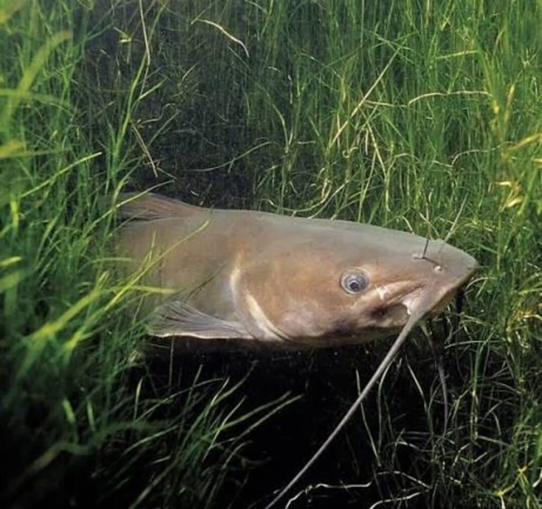 catfish swimming in aquatic vegetation