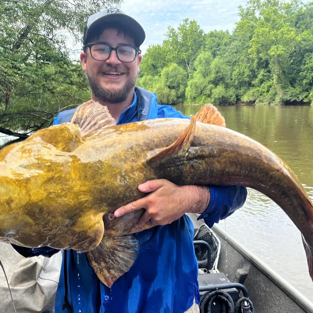catfish surge