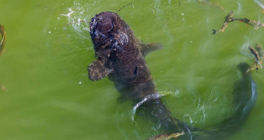 catfish swimming