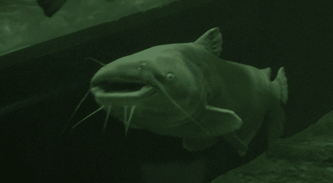 blue catfish in maryland