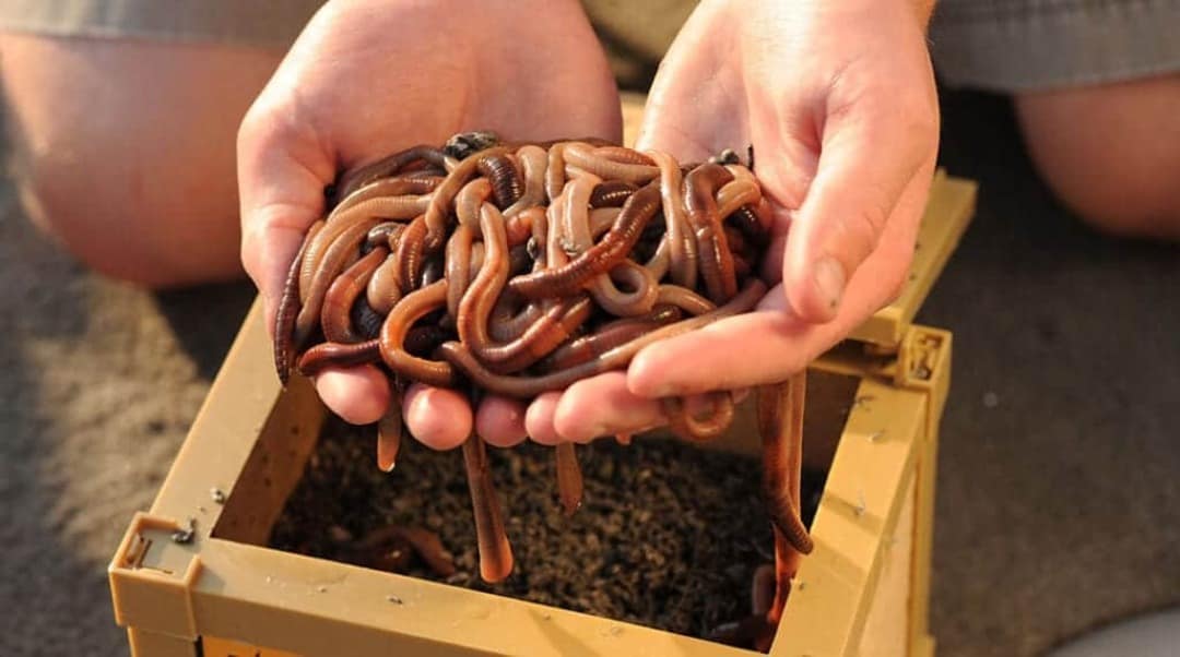 worms