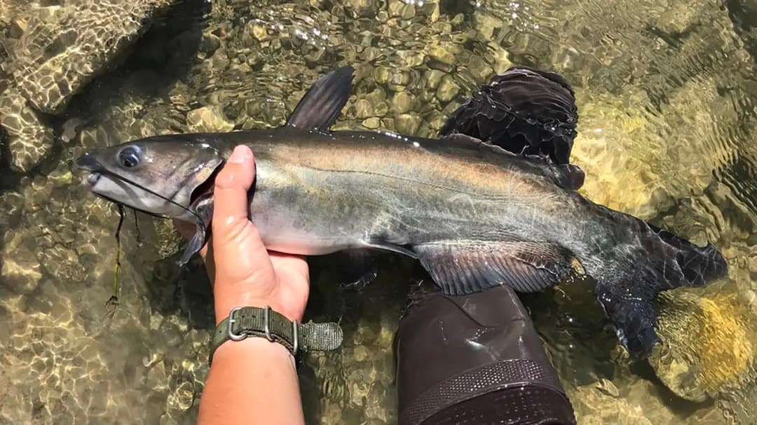 channel catfish