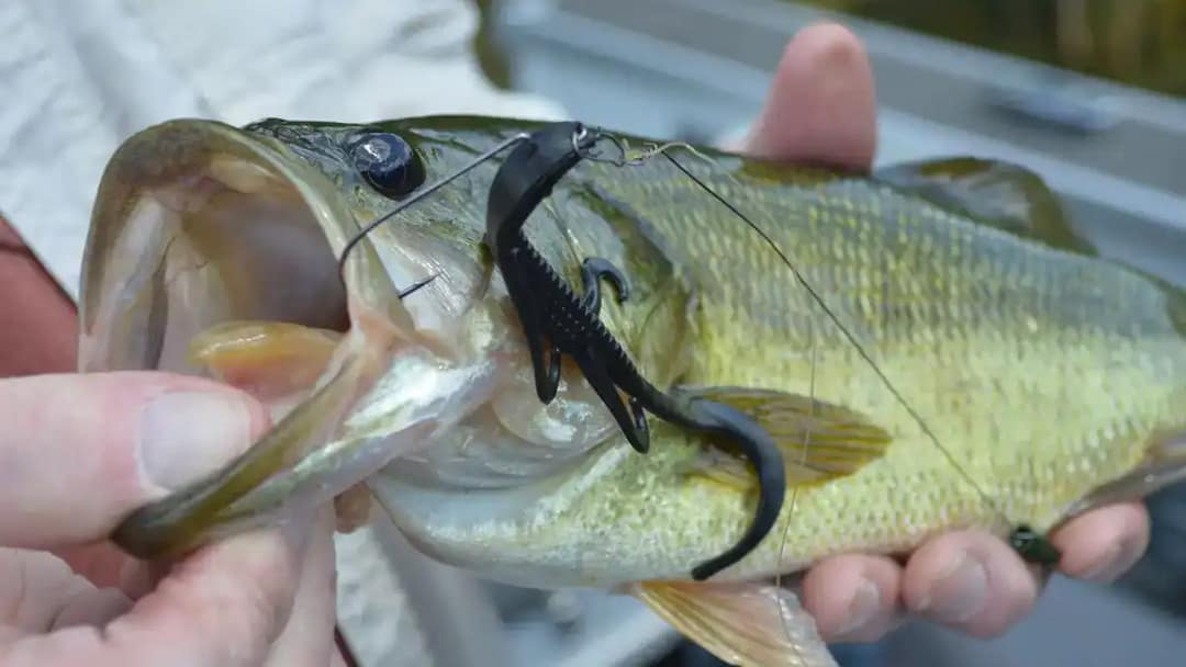 bass caught