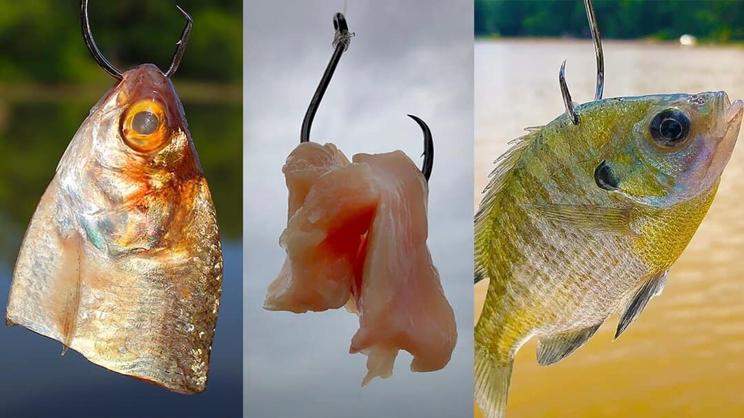 baits