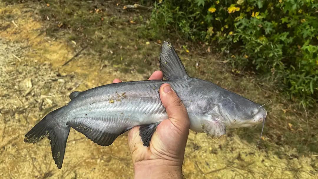 catch a small catfish