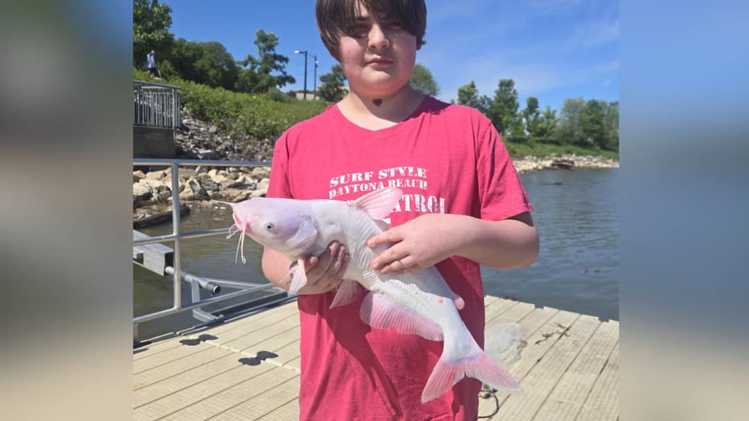 rare blue catfish