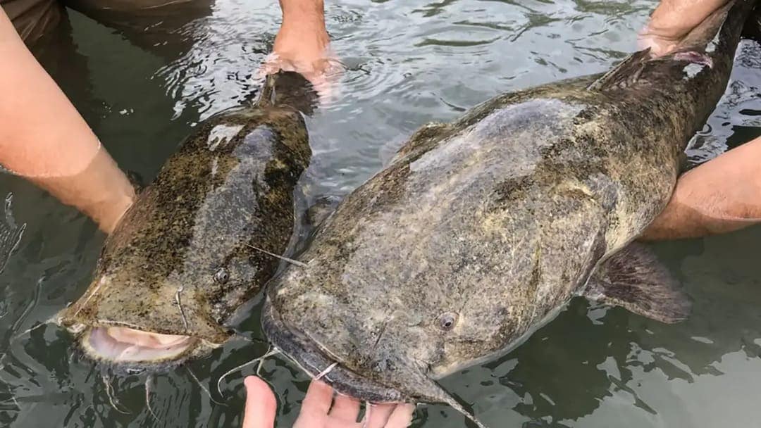 catfish 2 big