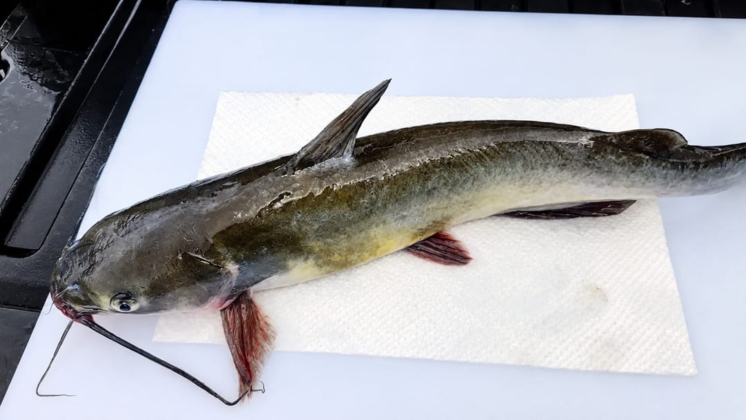 catfish for fillet