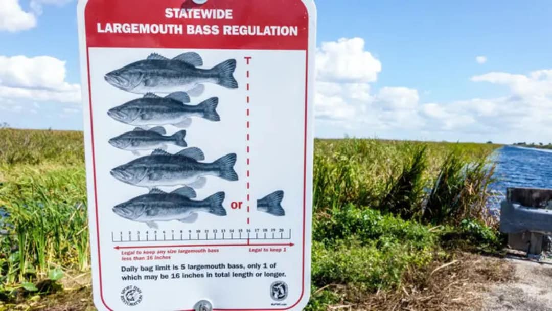 largemouth rules
