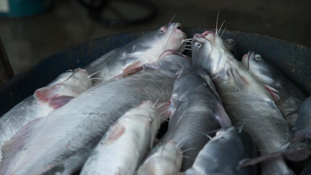 a bag of catfish