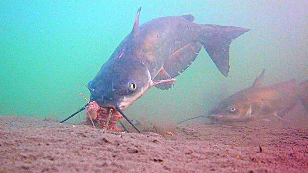 catfish eating worms
