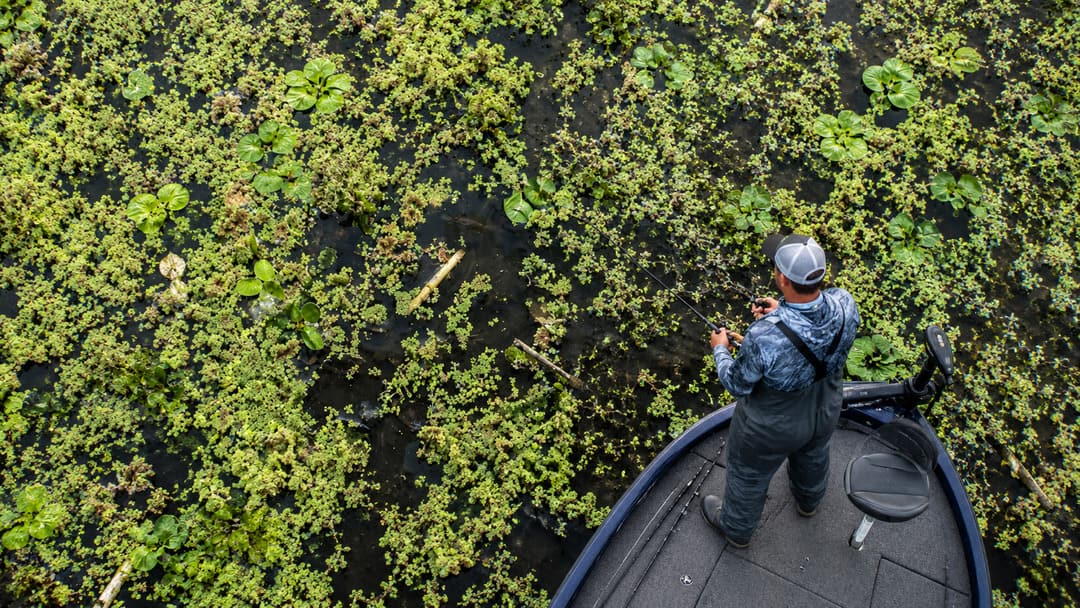 Lake Harris aquatic vegetation