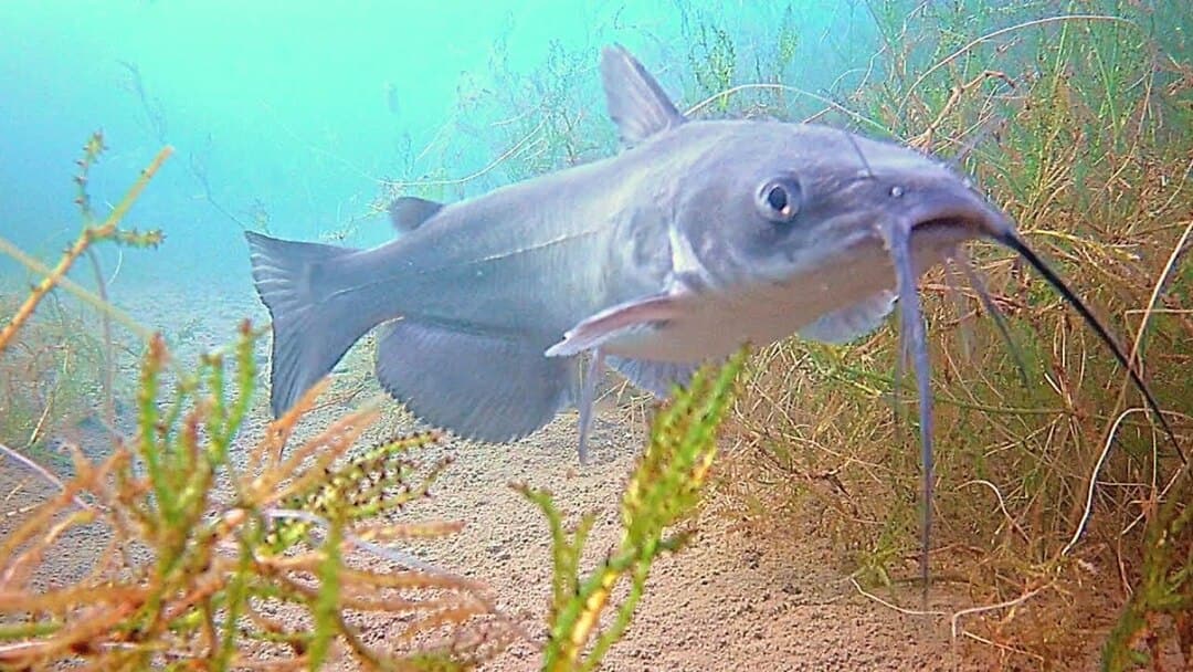 shallow water catfish