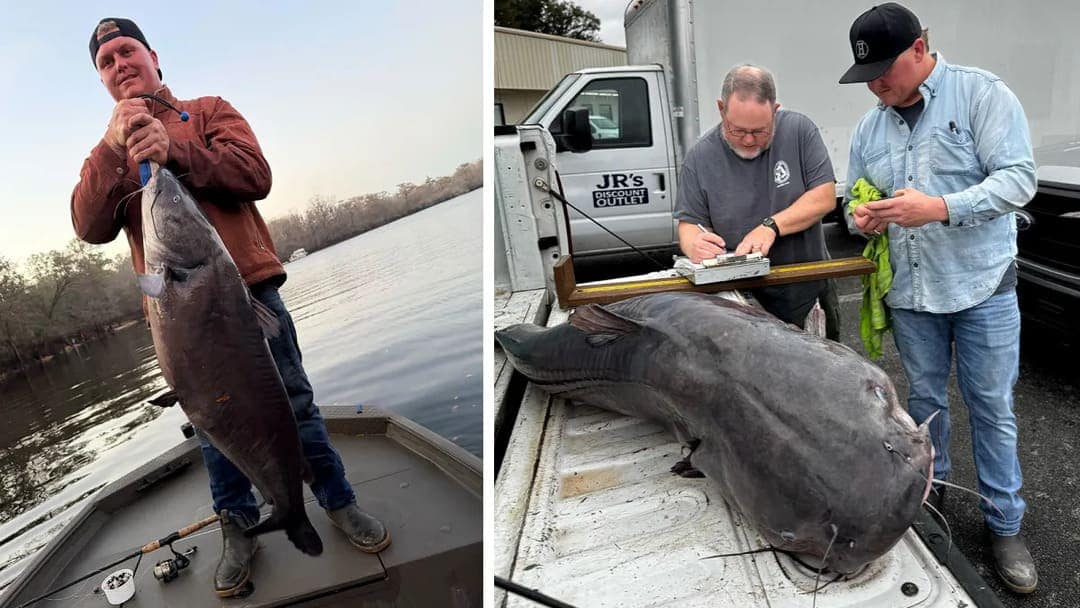 big catfish caught