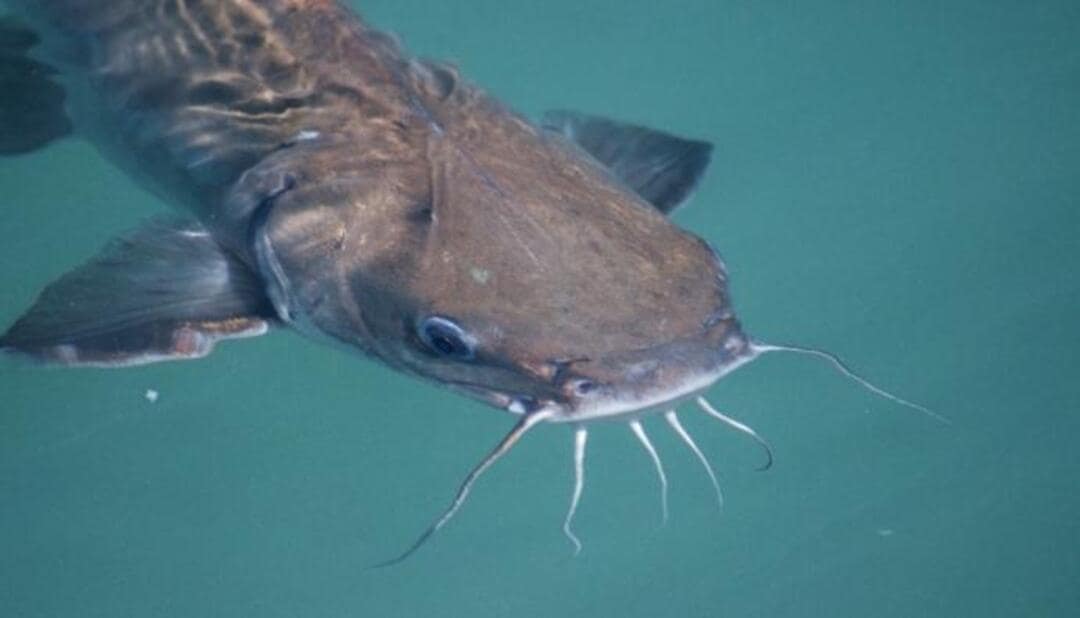 catfish winter