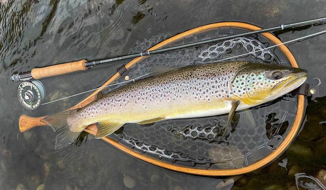 trout at fish
