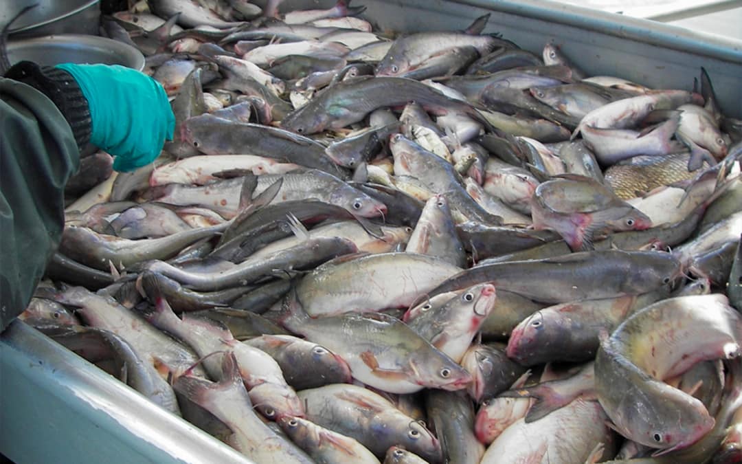 bluecatfish chesweapek