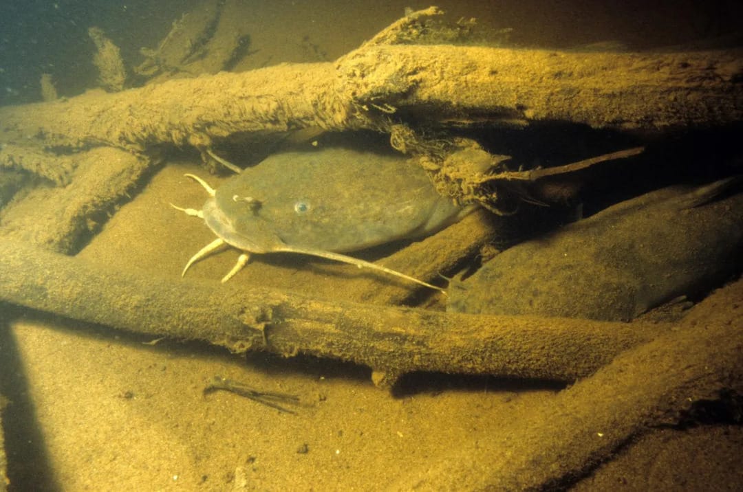 flathead catfish in logs