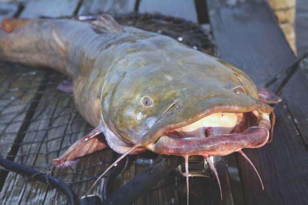 Sound Tactics for Catfish: When and How to Use Rattles
