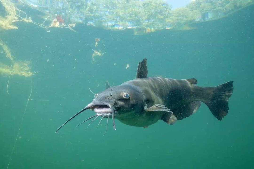 swimming catfish
