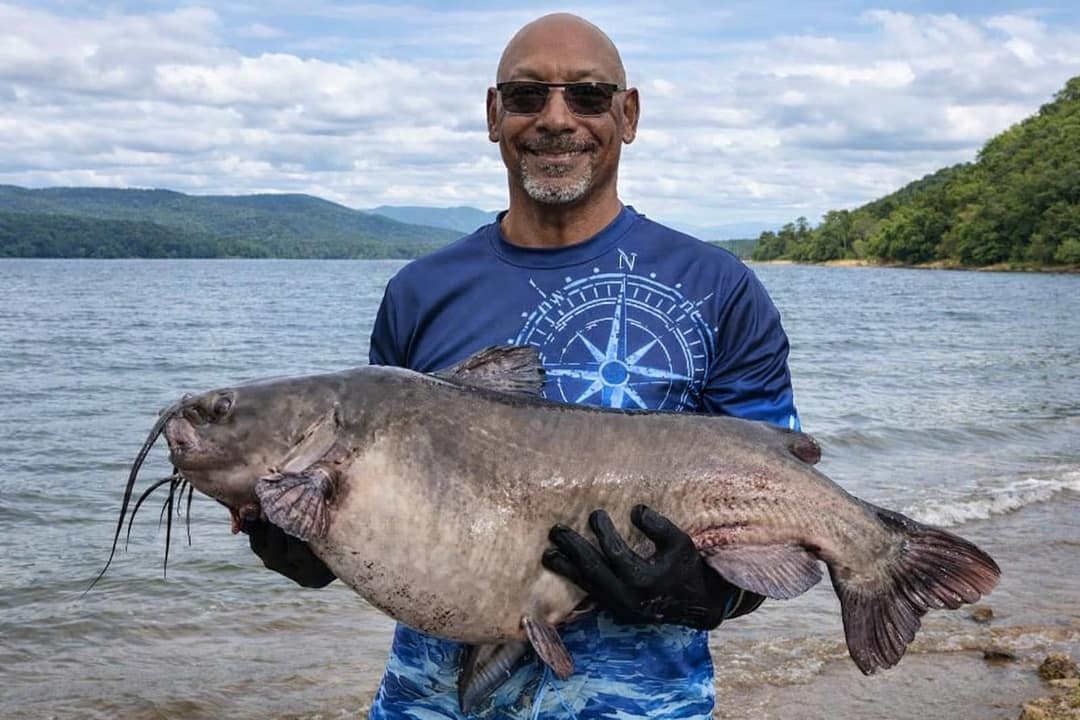 big catfish