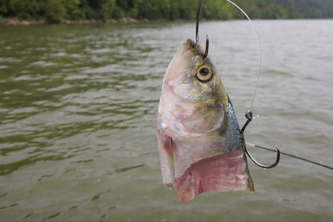 shad bait