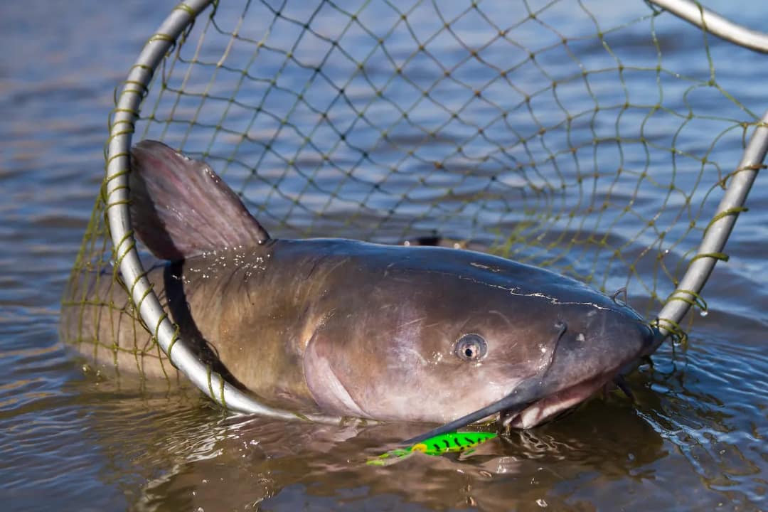catfish in the net