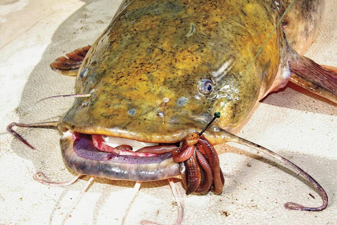 flat head catfish