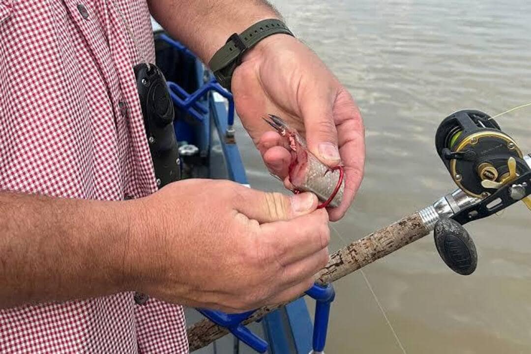 catfish not biting