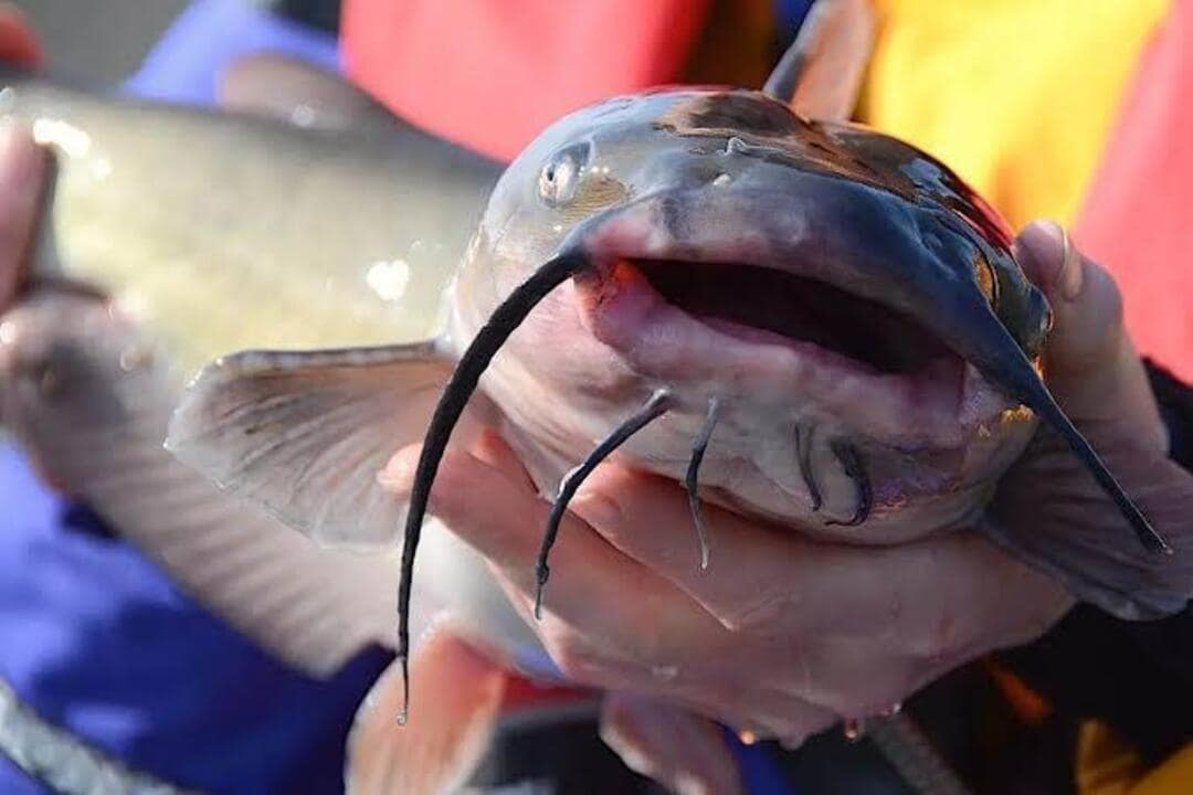 catching catfish