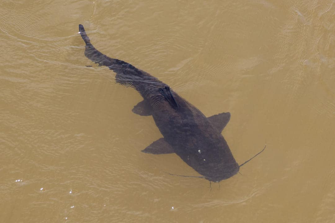 catfish after the rain