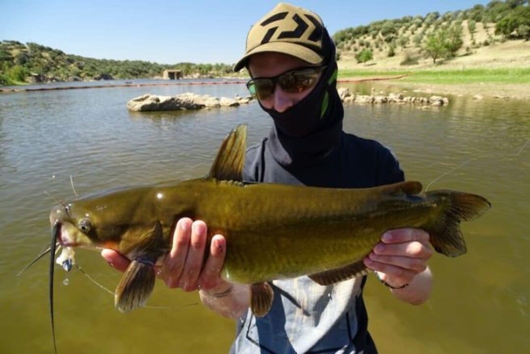 river catfish