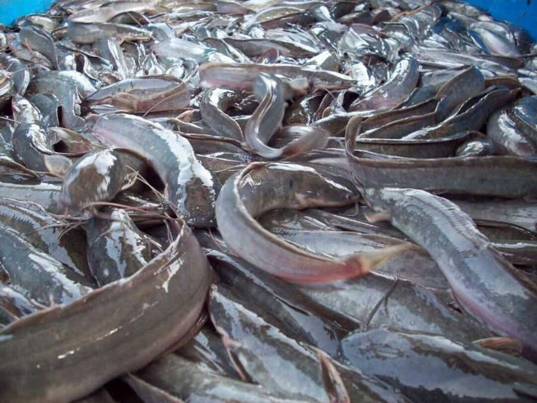 Illegal Catfish