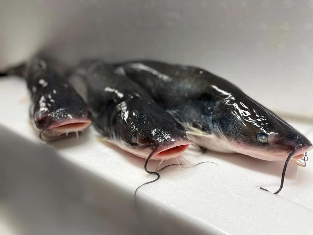catfish for sale