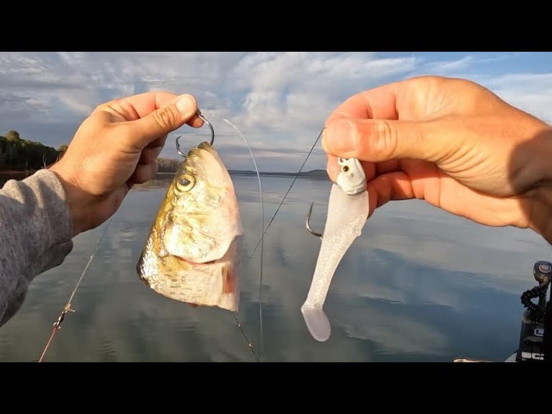 baits art
