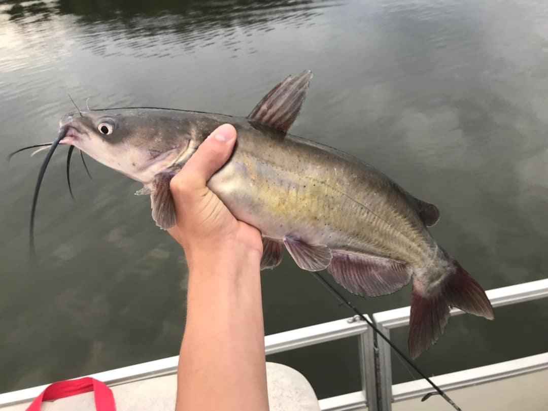 chajnnel catfish
