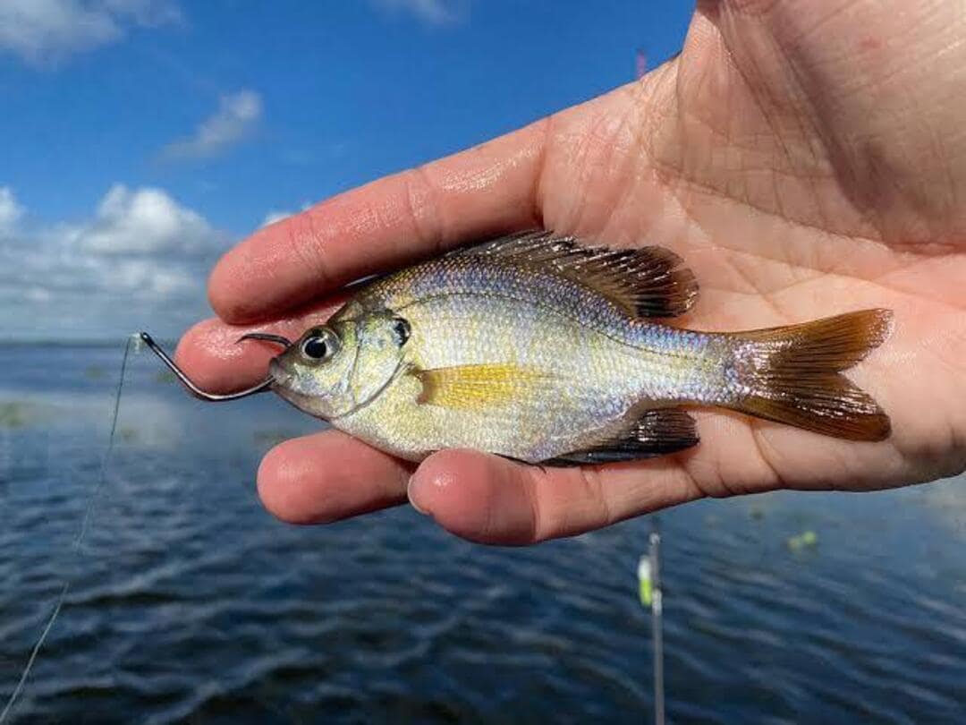 bluegill live bait