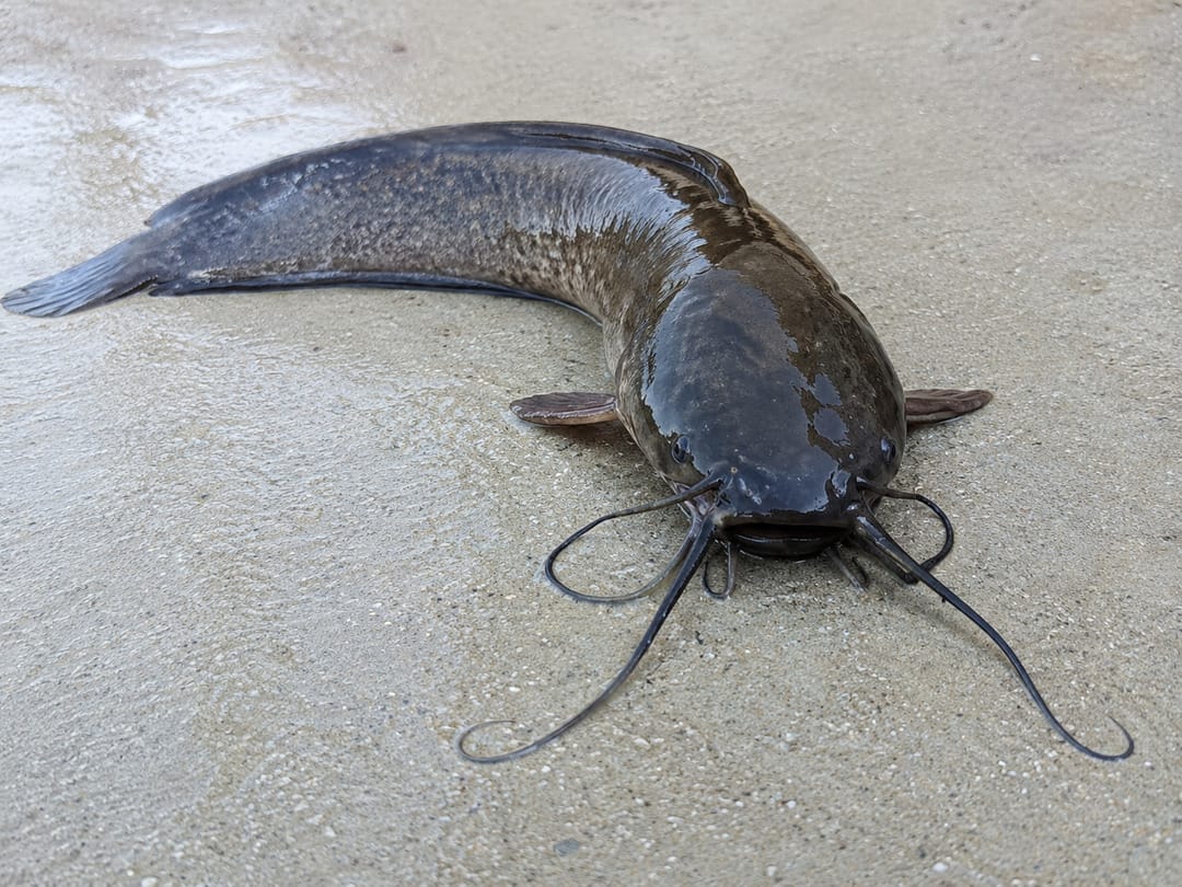 Walking Catfish