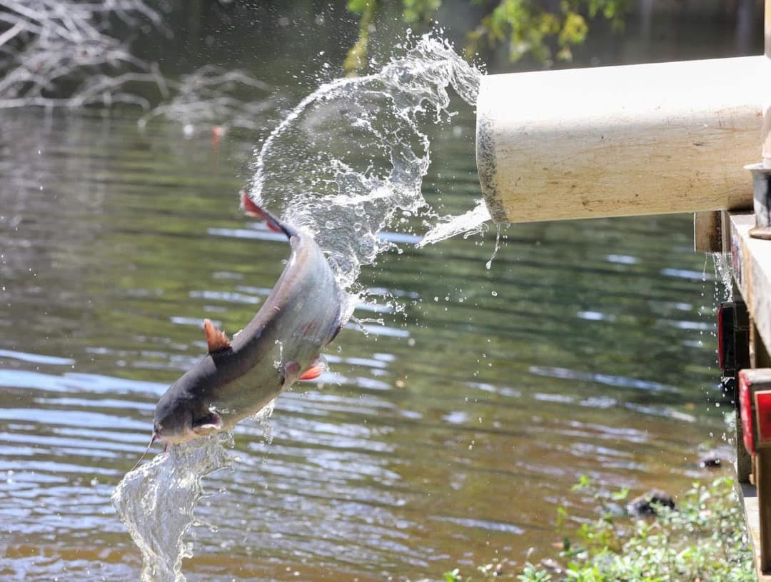 catfish stocking