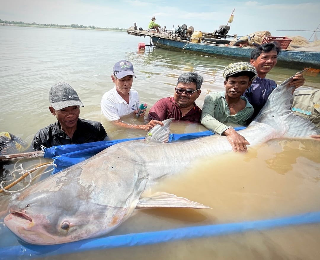 catfish over fished