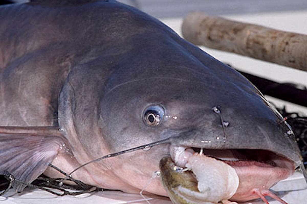 catching catfish with small bait