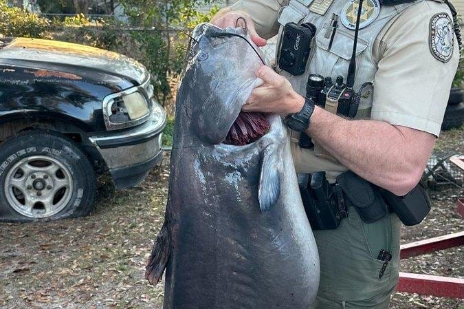 big catfish was captured