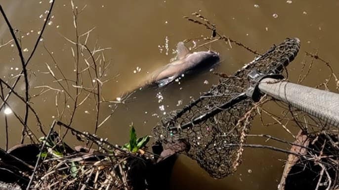 catching catfish